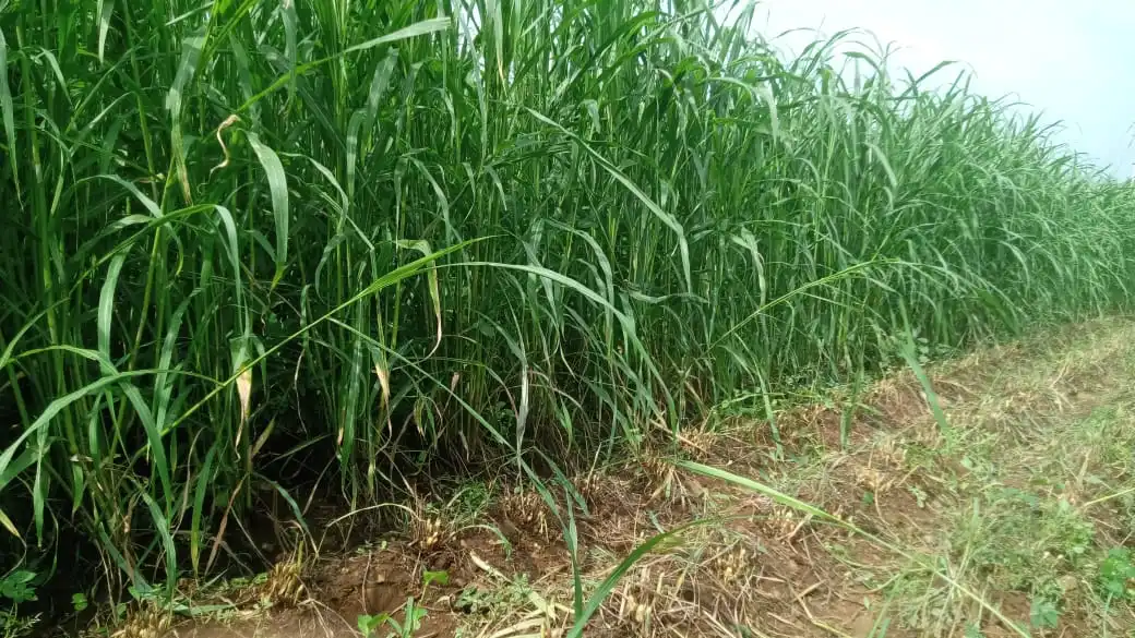 Infinity Sudan Grass