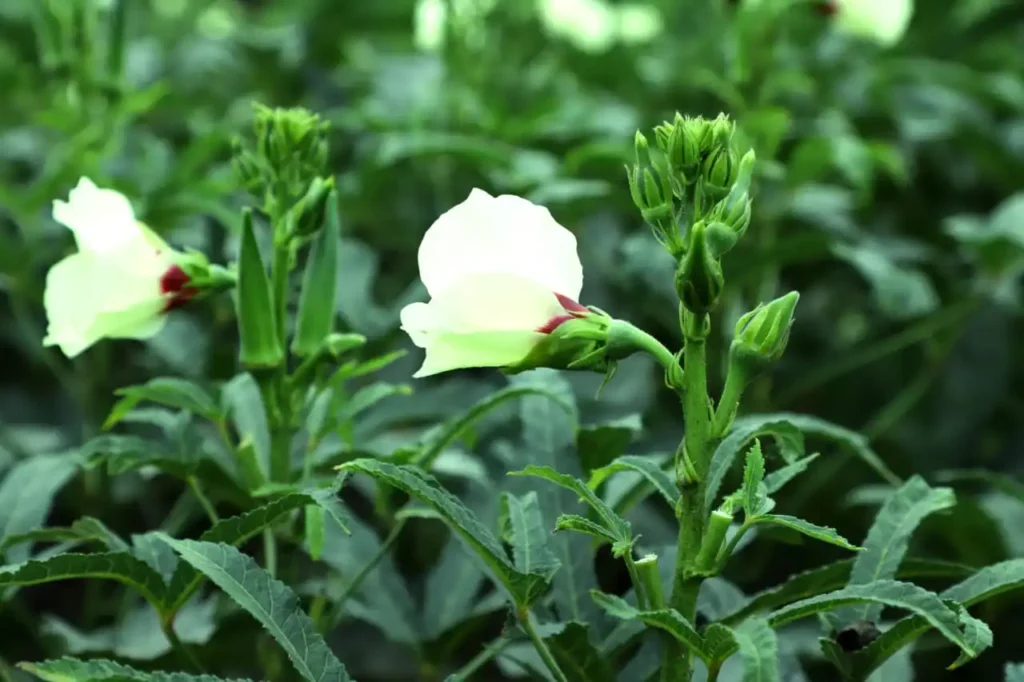 Okra Image