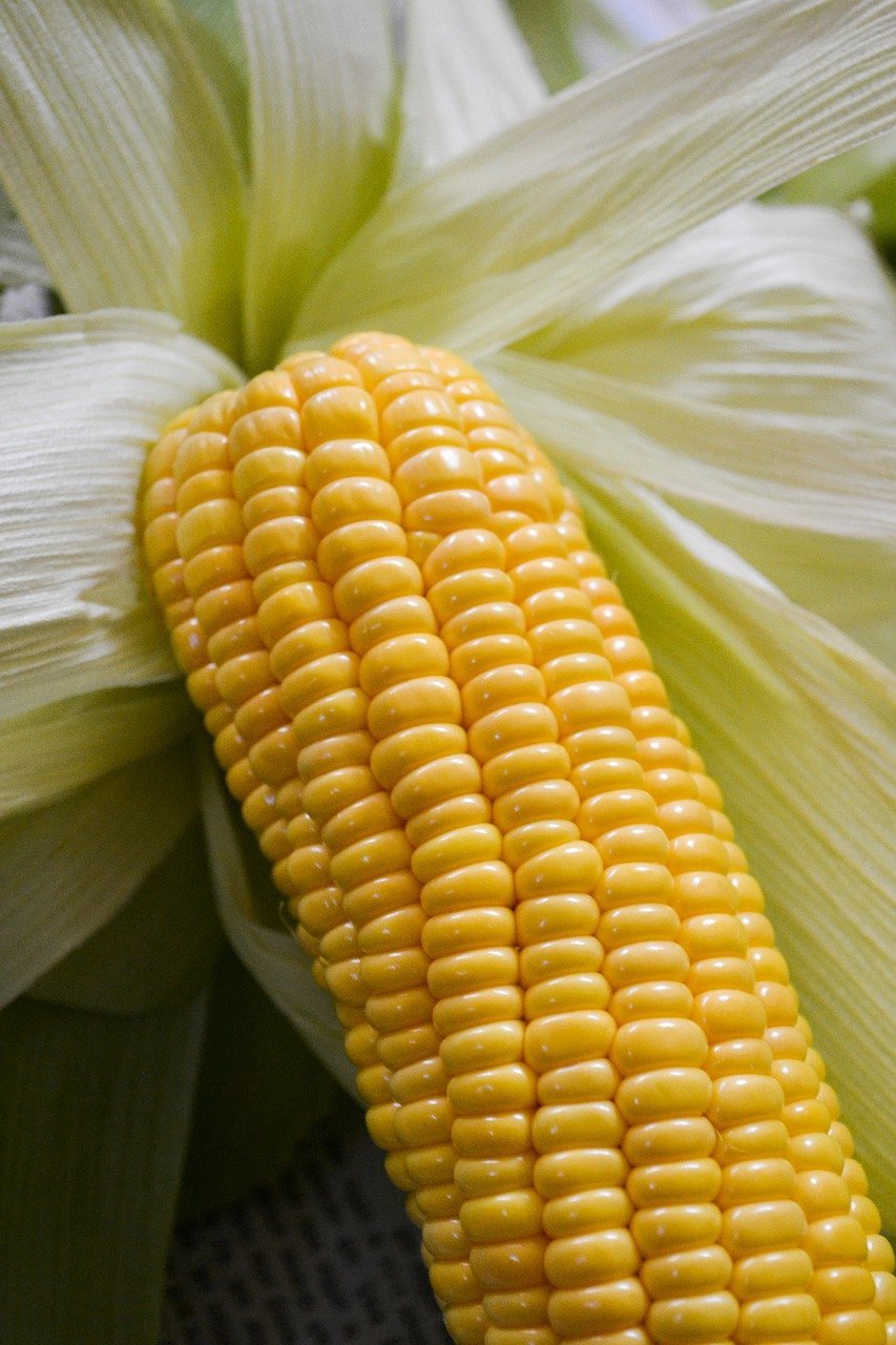 corn, vegetable, field, maize, food, organic, fresh, health, agriculture, nature, maize, maize, maize, maize, maize