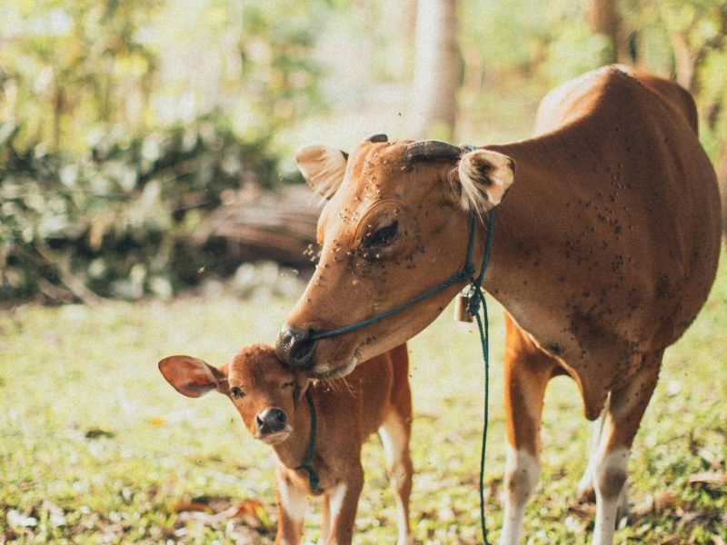 A tender moment between a cow and her calf in a lush, peaceful countryside setting.